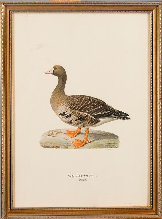 LITHOGRAPHS, 4 pcs, after Wilhelm von Wright and Bror Hallberg. A. Börtzell, Stockholm.