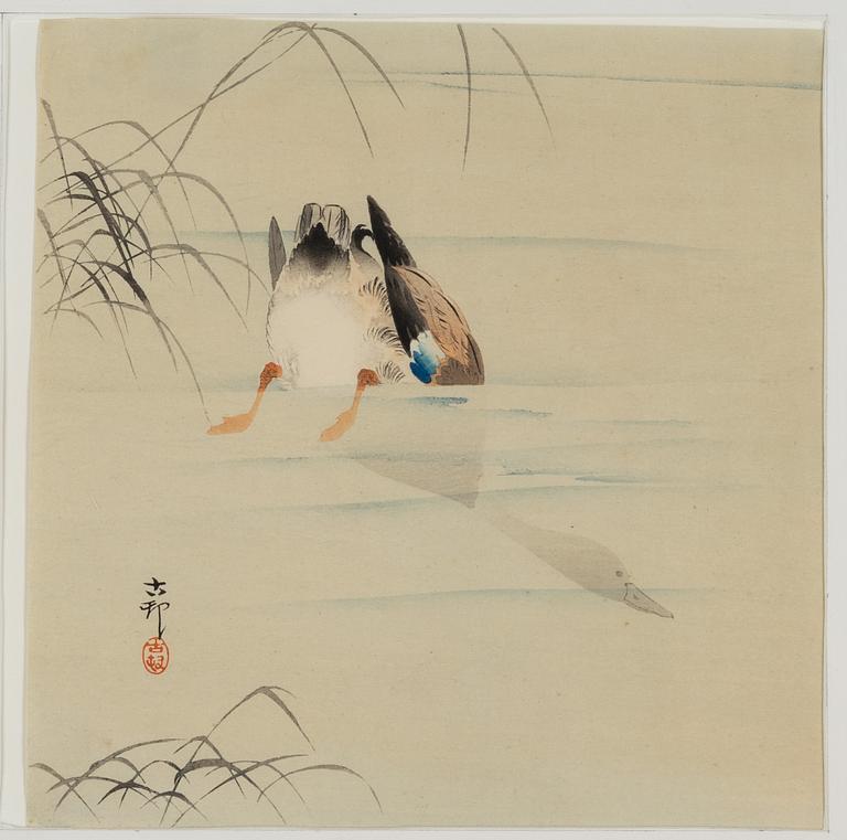 Ohara Koson, Diving mallard.