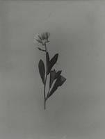 Ava Valsten, "Skammens och rodnadens blommor".