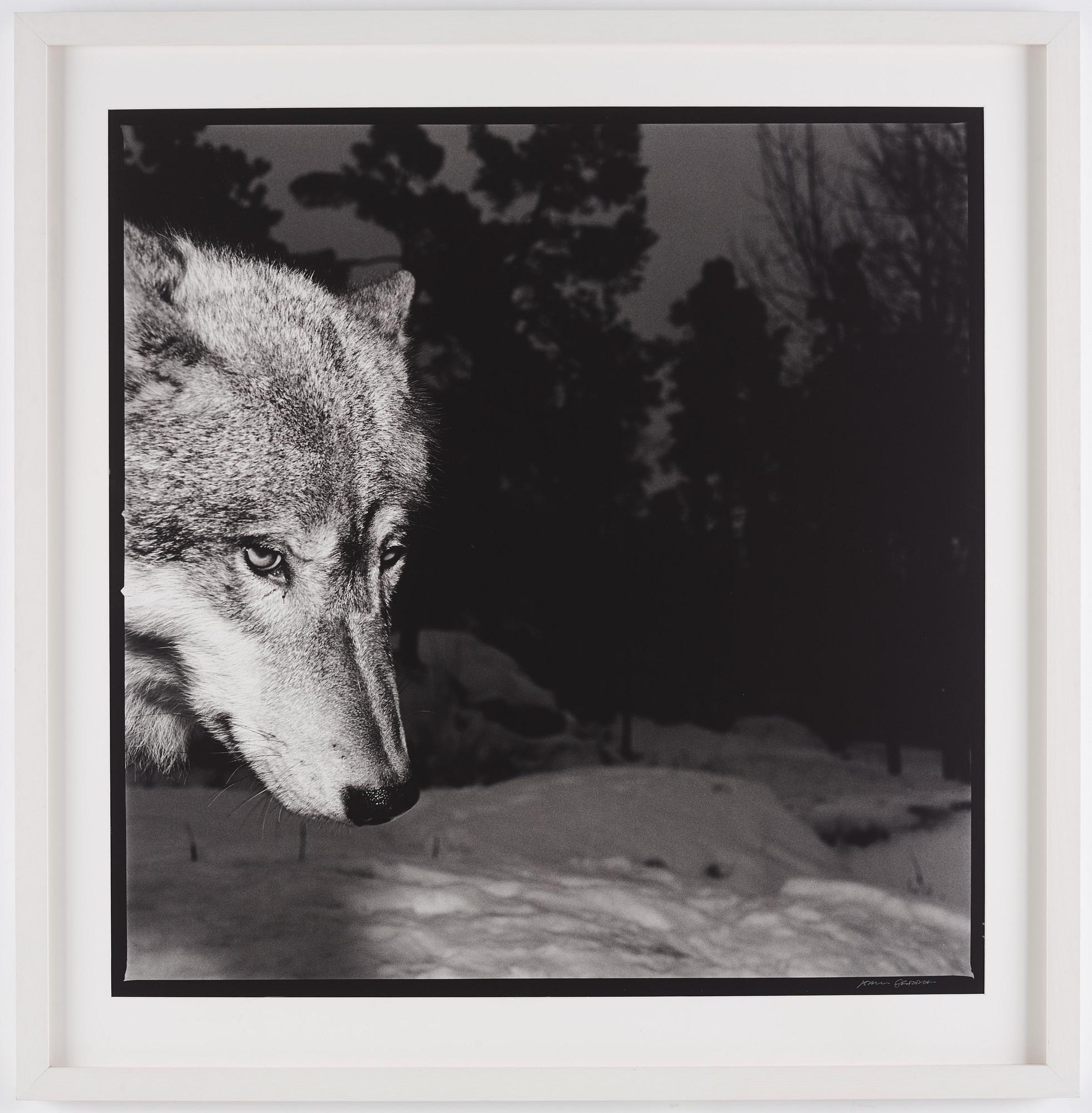 Hans Gedda, "Wolves", 2002.