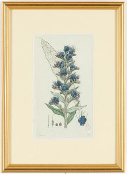 Twelve hand-coloured engravings, J.W. Palmstruch, from 'Svensk Botanik', 1802-1840.