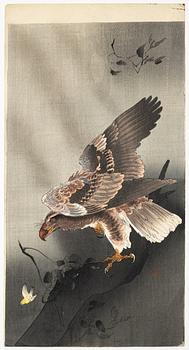 Ohara Koson, after, 'Eagle with outspread wings', second part of the 20th century.