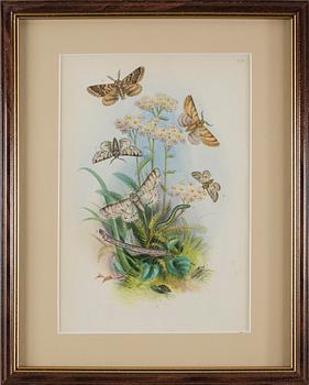 HANDKOLORERADE LITOGRAFIER, 6 st, Humphries, England, 1800-talets mitt.