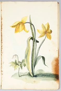 BOK MED BOTANISKA AKVARELLER, Maria Sophia Morman, dat 1739.