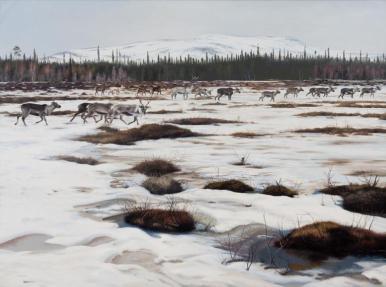 TEPPO TERÄ, REINDEERS IN LAPLAND.