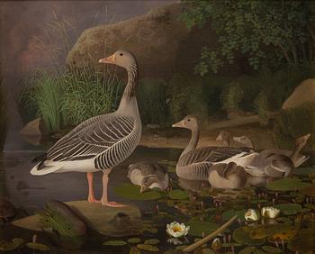 FERDINAND VON WRIGHT, "GRÅGÅSFAMILJ".