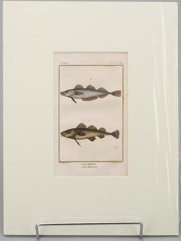 GRAVYRER, 7 st, efter de Seve, "Natural History" de Buffon. Senare upplagor.