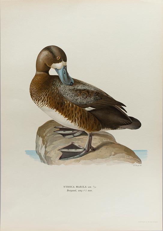 24 LITHOGRAPHIC PRINTS FROM M AND W WRIGHTS "SVENSKA FÅGLAR", A. Börtzells, Stockholm.