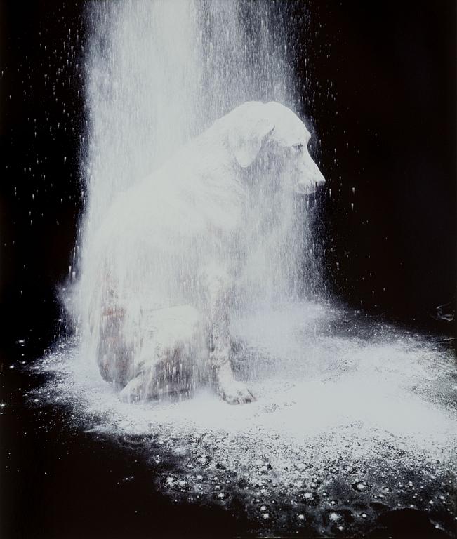 William Wegman, "Dusted".