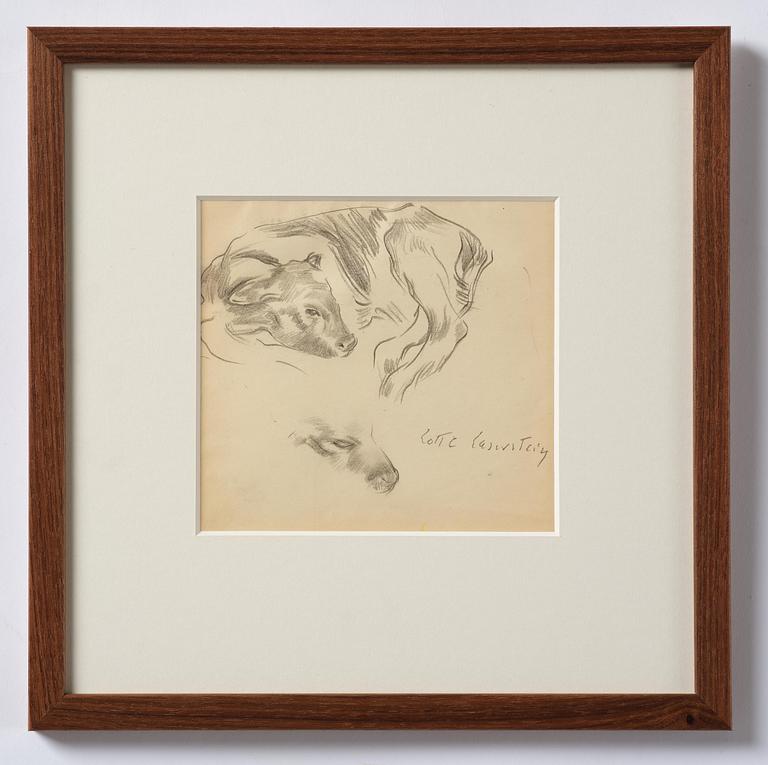 Lotte Laserstein, Study of a calf.