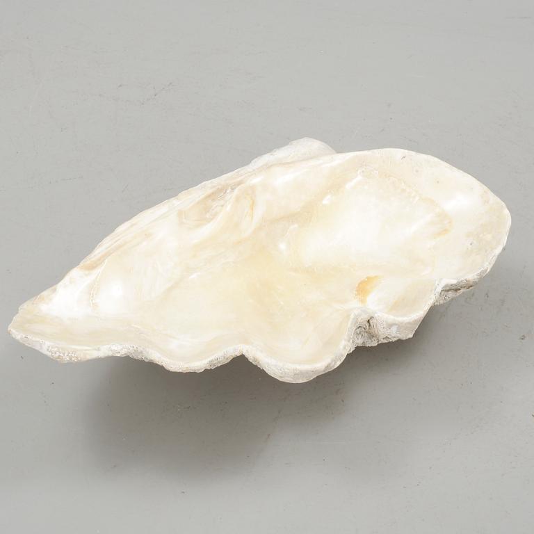 MUSSLA, fossil.