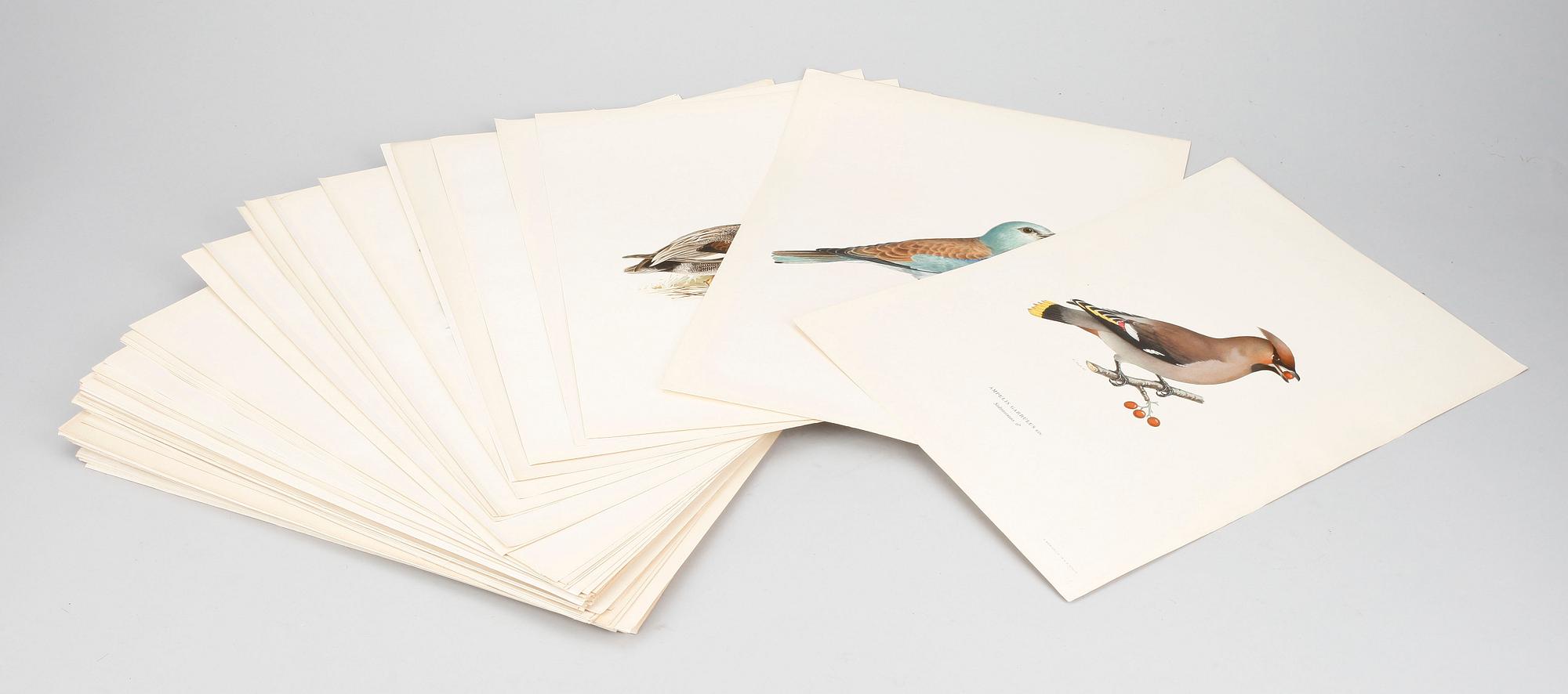 LITOGRAFISKA TRYCK, 100 st, ur von Wrights "Svenska fåglar", 1920-tal.