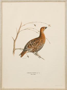 Ten prints from M and W von Wrights book "Svenska fåglar", printed at A. Börtzells in Stockholm, 20th century.