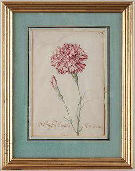 Jacob Marrel Attributed to, Study of flowers (7).