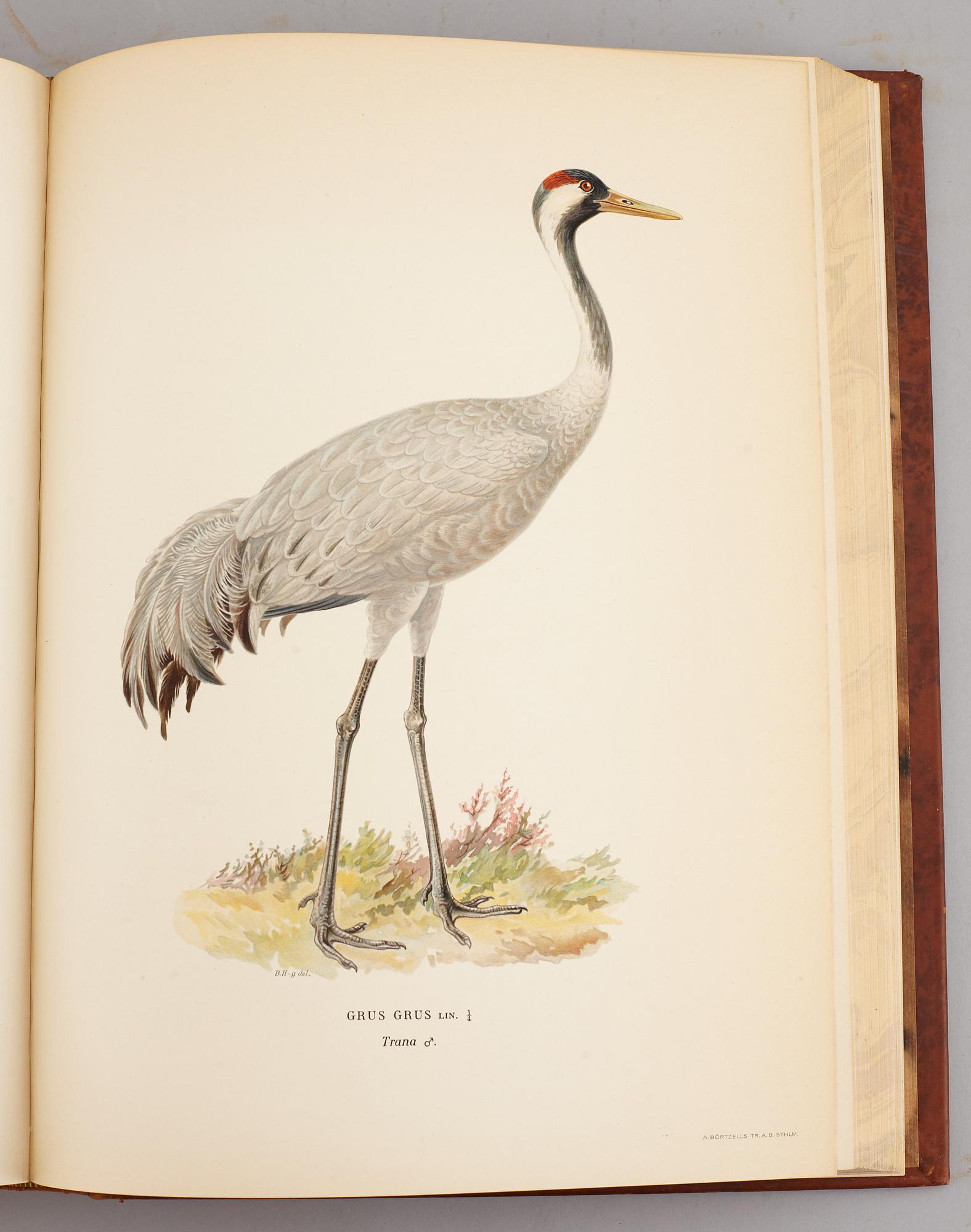 A set of three books about Swedish birds by von Wright. 1927.