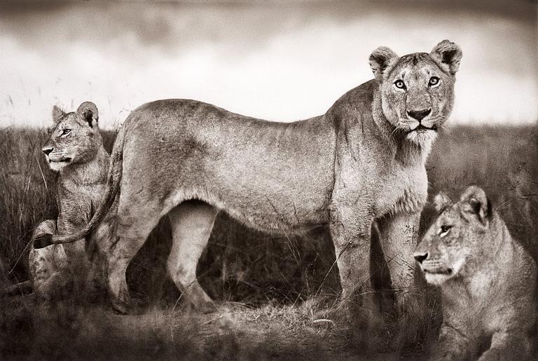 Nick Brandt, "Lion Family Portrait, Masai Mara, 2004".