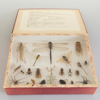 BUTTERFLY AND INSECT COLLECTION, "Parnassius Apollo" amongst others, early 20th Century. CITES-licence.