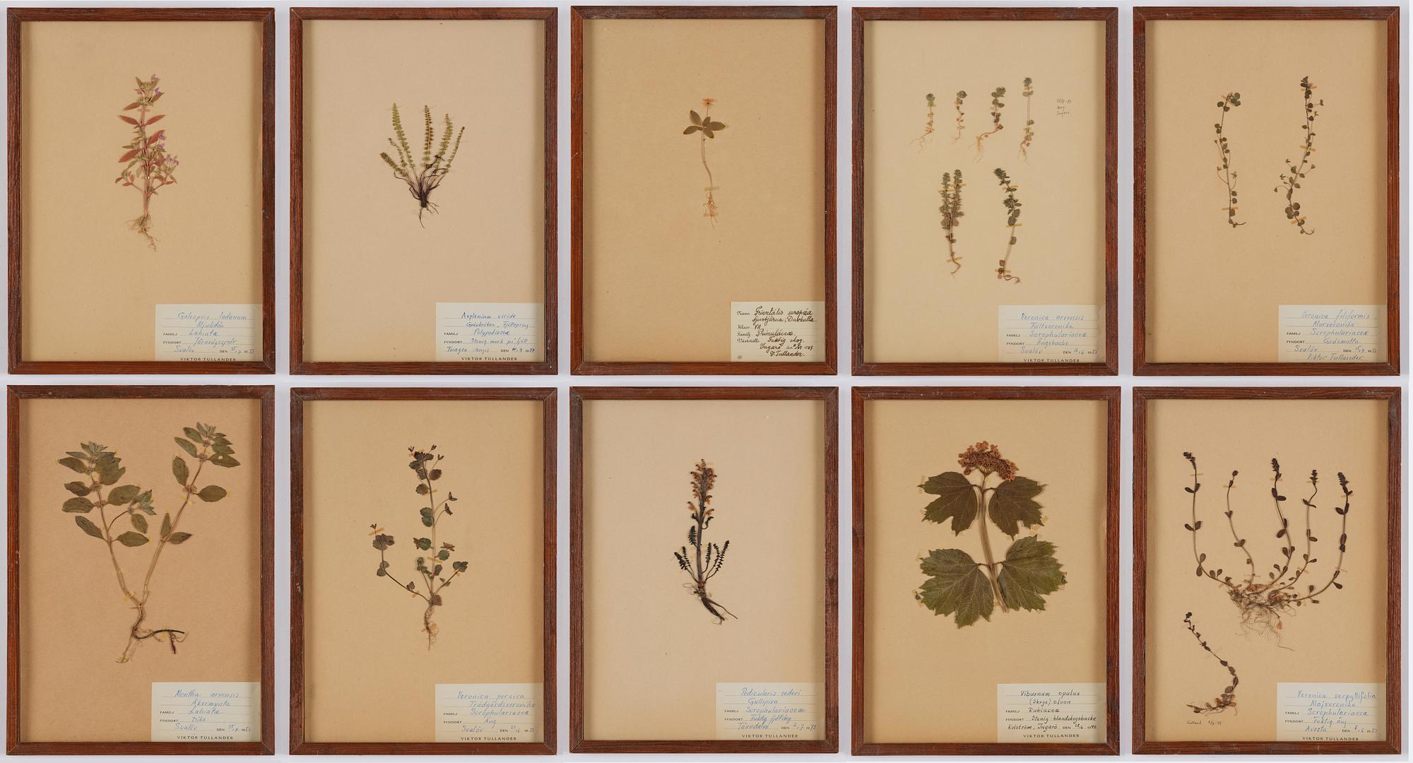 Herbarium, 10 delar, Sverige, 1930-1970-tal.