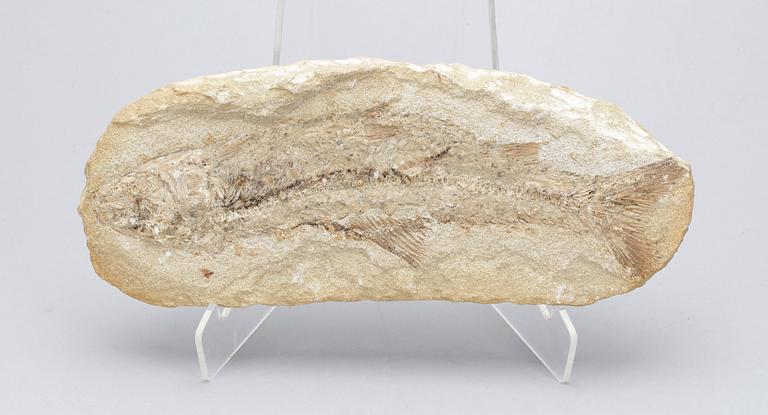FOSSIL. Fiskfossil.