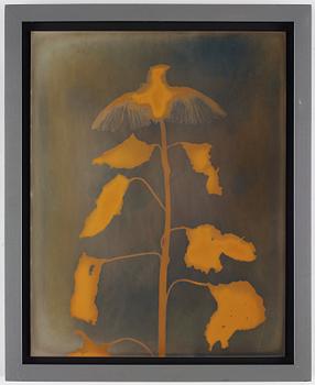 Adam Fuss, "Untitled (Red Bird, Red Leaves)", 1994.