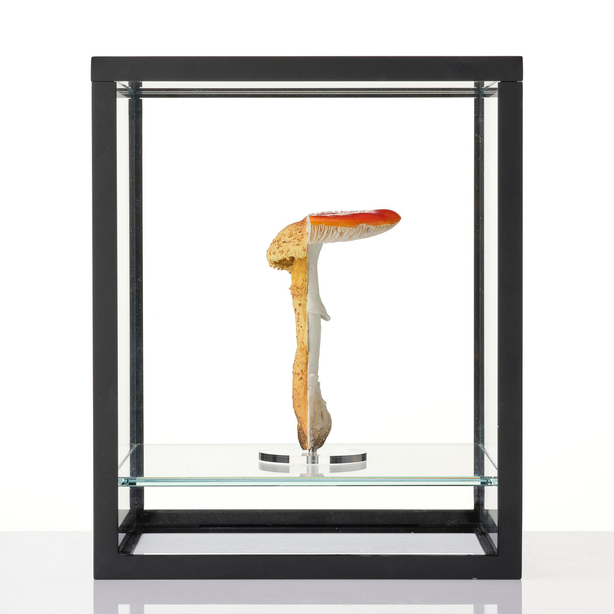 Carsten Höller, "Double Mushroom Vitrine (Once)".