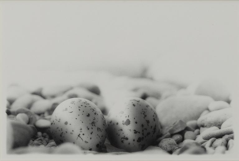 Dick Clevestam, "Stenrede med ägg av Strandpipare".