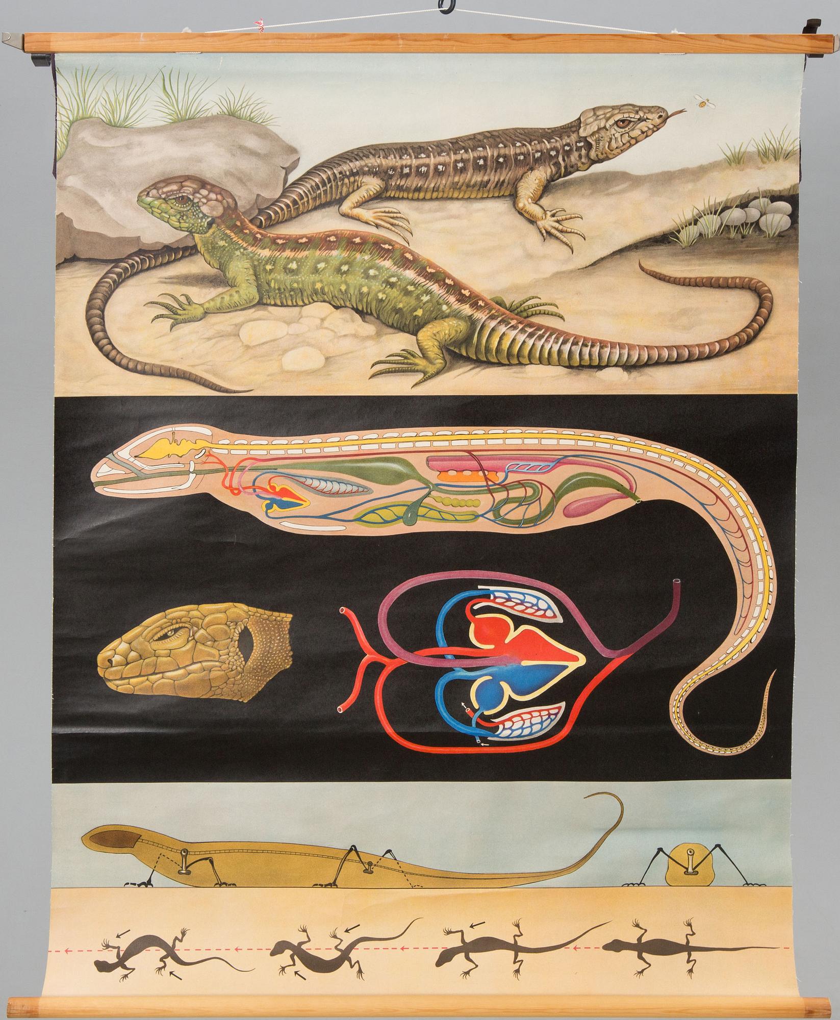 SKOLPLANSHER, 3 st, Gumperts, djurmotiv.