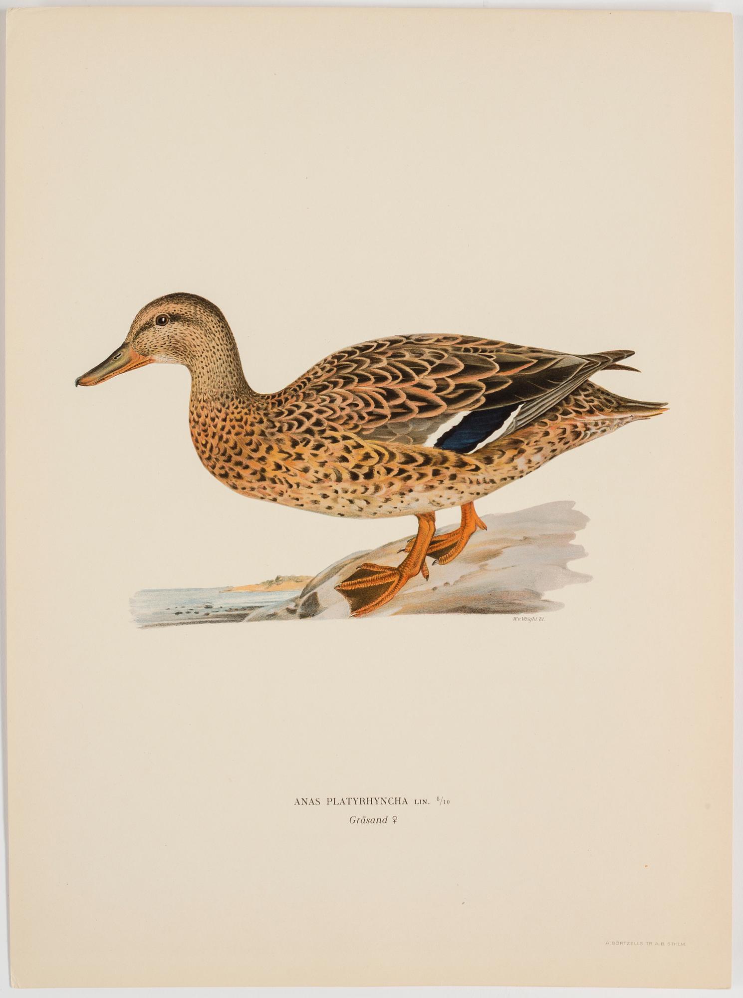 M o W VON WRIGHT, "Svenska fåglar", 252 st planscher, Ivar Baarsens förlag, Stockholm, 1920-tal.