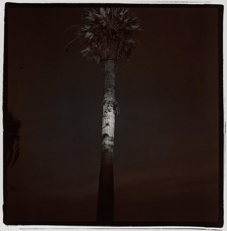 Richard Misrach, "Palm tree # 12", 1977.
