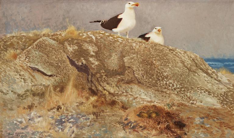 Bruno Liljefors, "Havstrutar" (Great black-backed gulls).