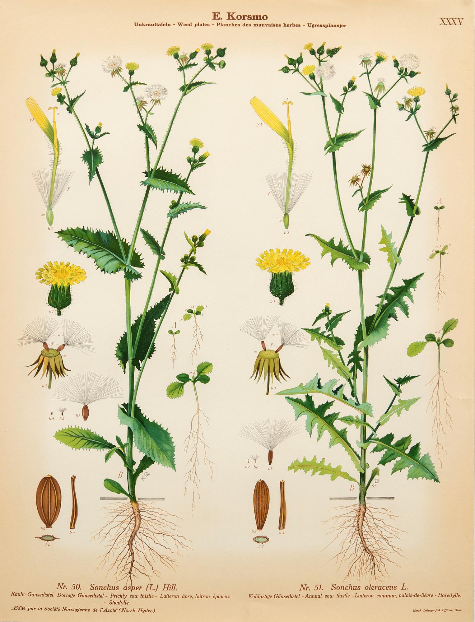 Emil Korsmo, 29 lithographic weed plates.