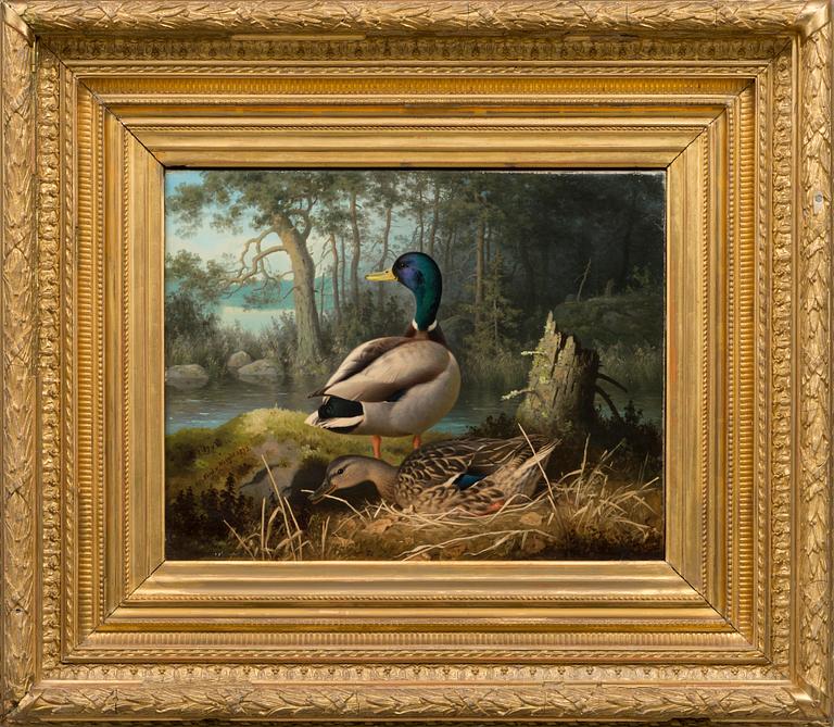 FERDINAND VON WRIGHT, DUCKS.