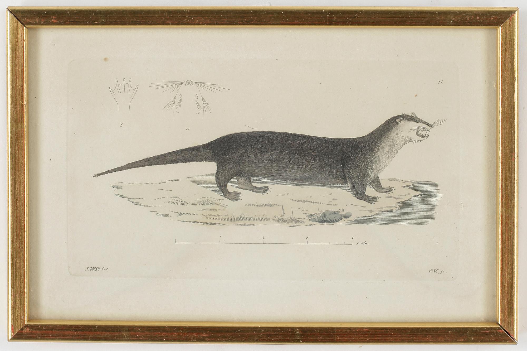 ZOOLOGISKA PLANSCHER, 5st, kolorerade gravyer, 1800-talets första hälft.