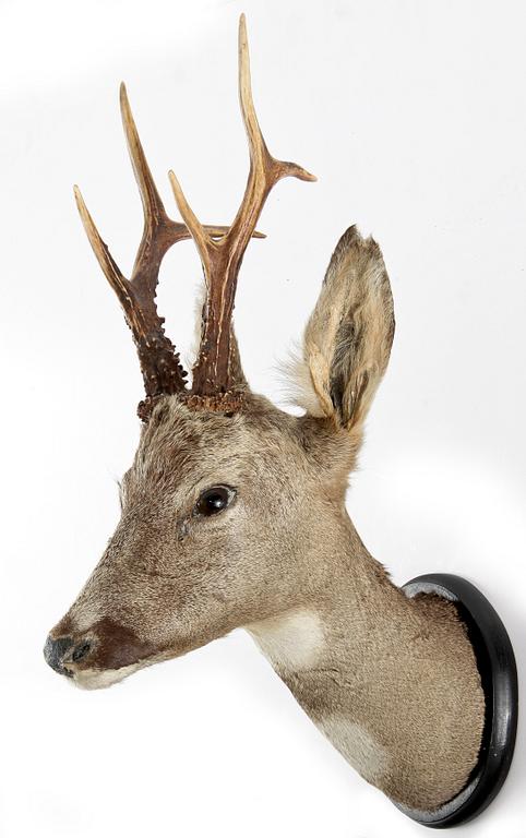 JAKTTROFFÉ, rådjurshuvud med horn, dat 1952 á tergo.