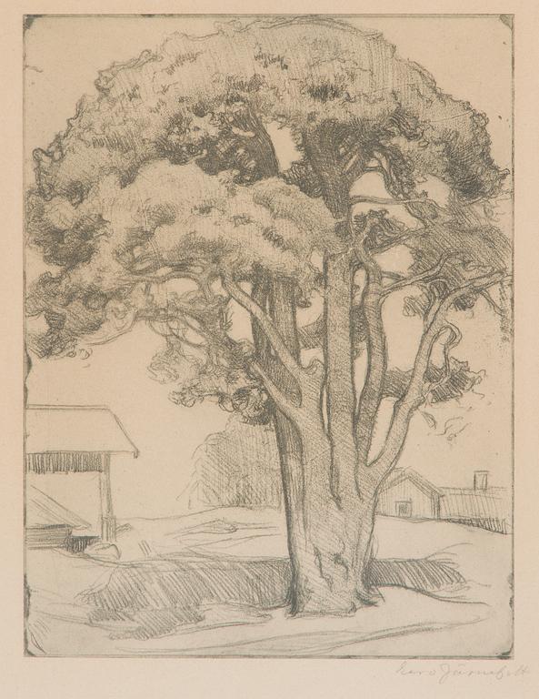 Eero Järnefelt, "Tuomalan mänty I".