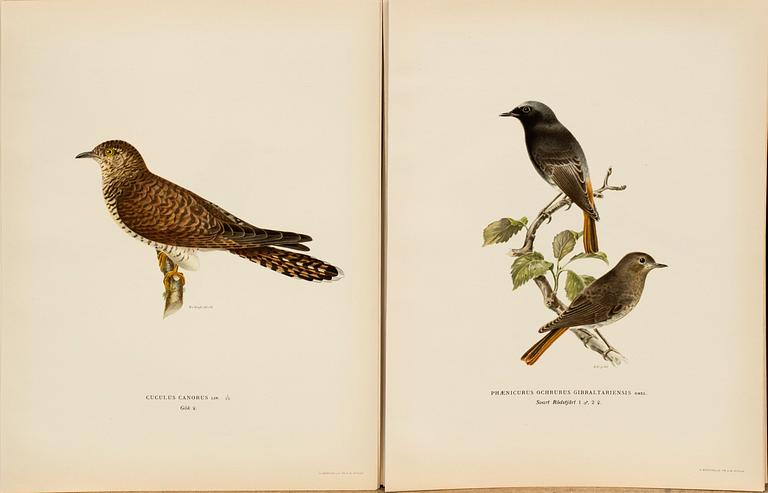 FROM VON WRIGHT "SVENSKA FÅGLAR", 50 pcs, A. Börtzells. 1924.