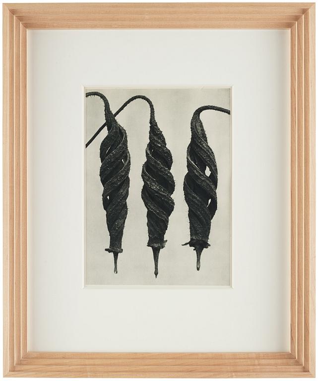 Karl Blossfeldt, "Urformen der Kunst", 1928 (22 st).