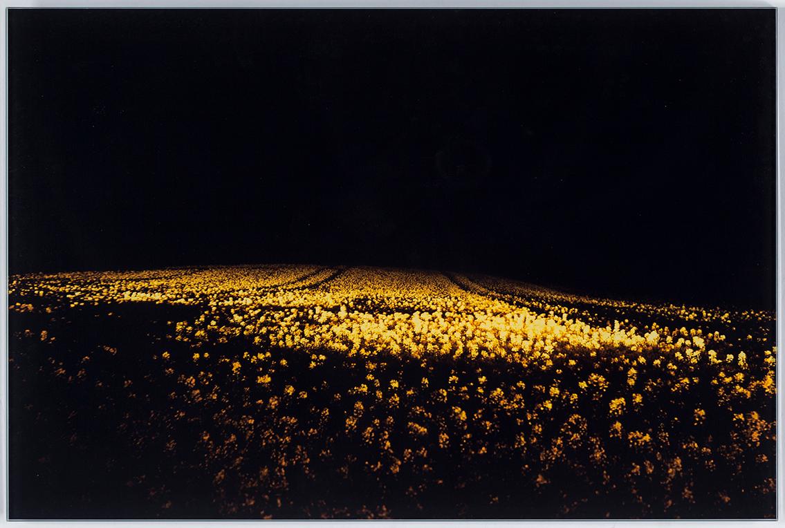 DANIEL SANDBERG, C-print, signerad och numrerad nr 3 a tergo.