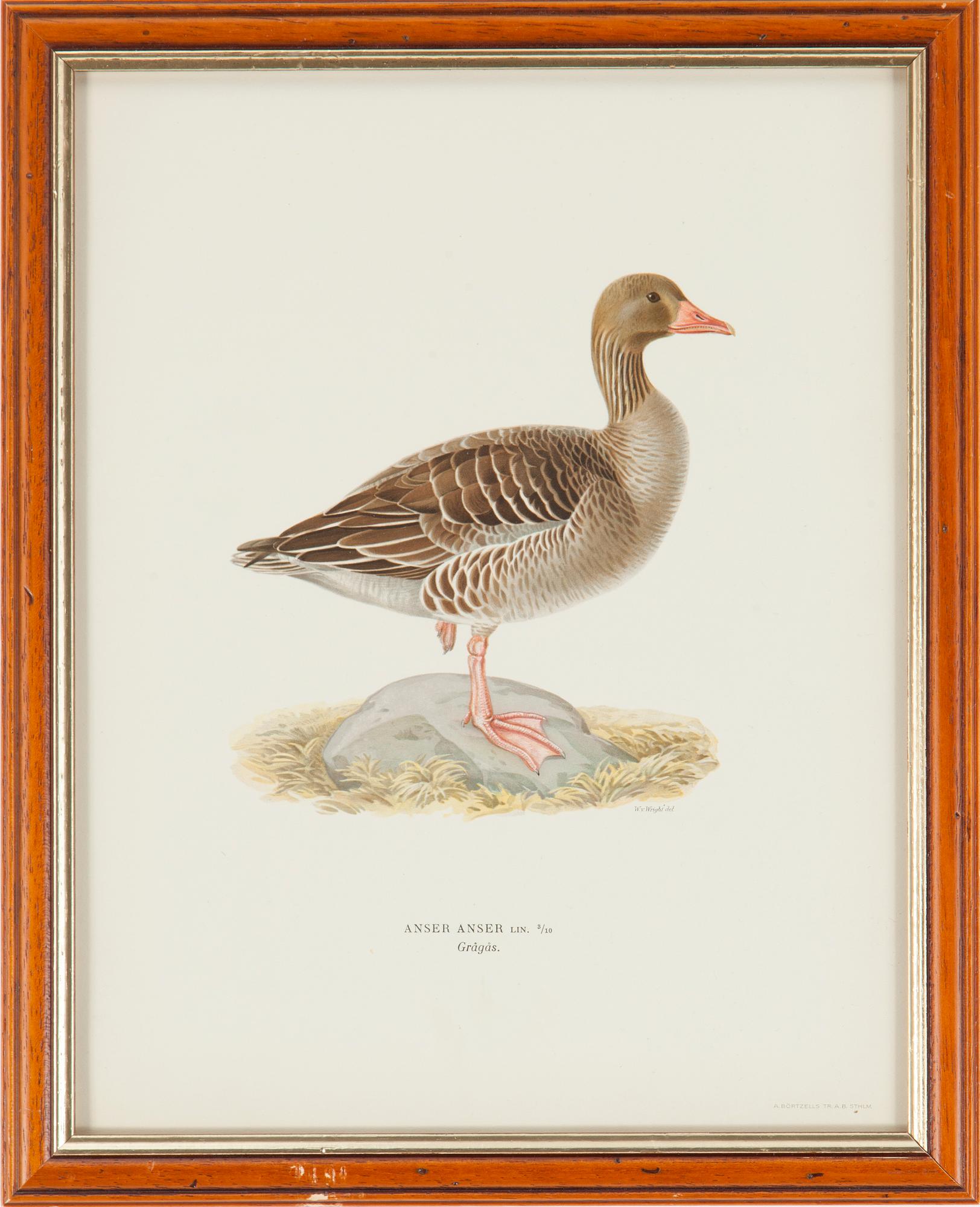 LITOGRAFISKA TRYCK, 5 st, ur M och W von Wrights "Svenska fåglar", A. Börtzells, Stockholm, 1917-29.