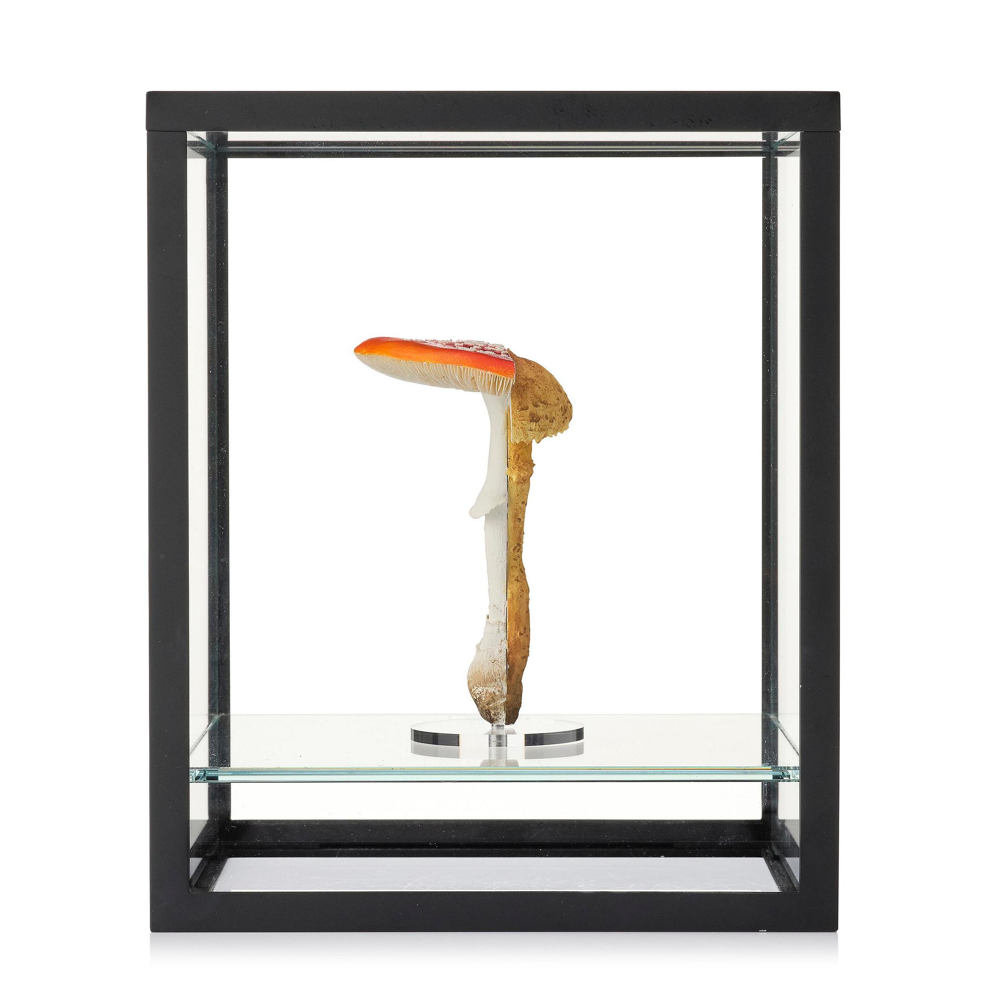 Carsten Höller, "Double Mushroom Vitrine (Once)".
