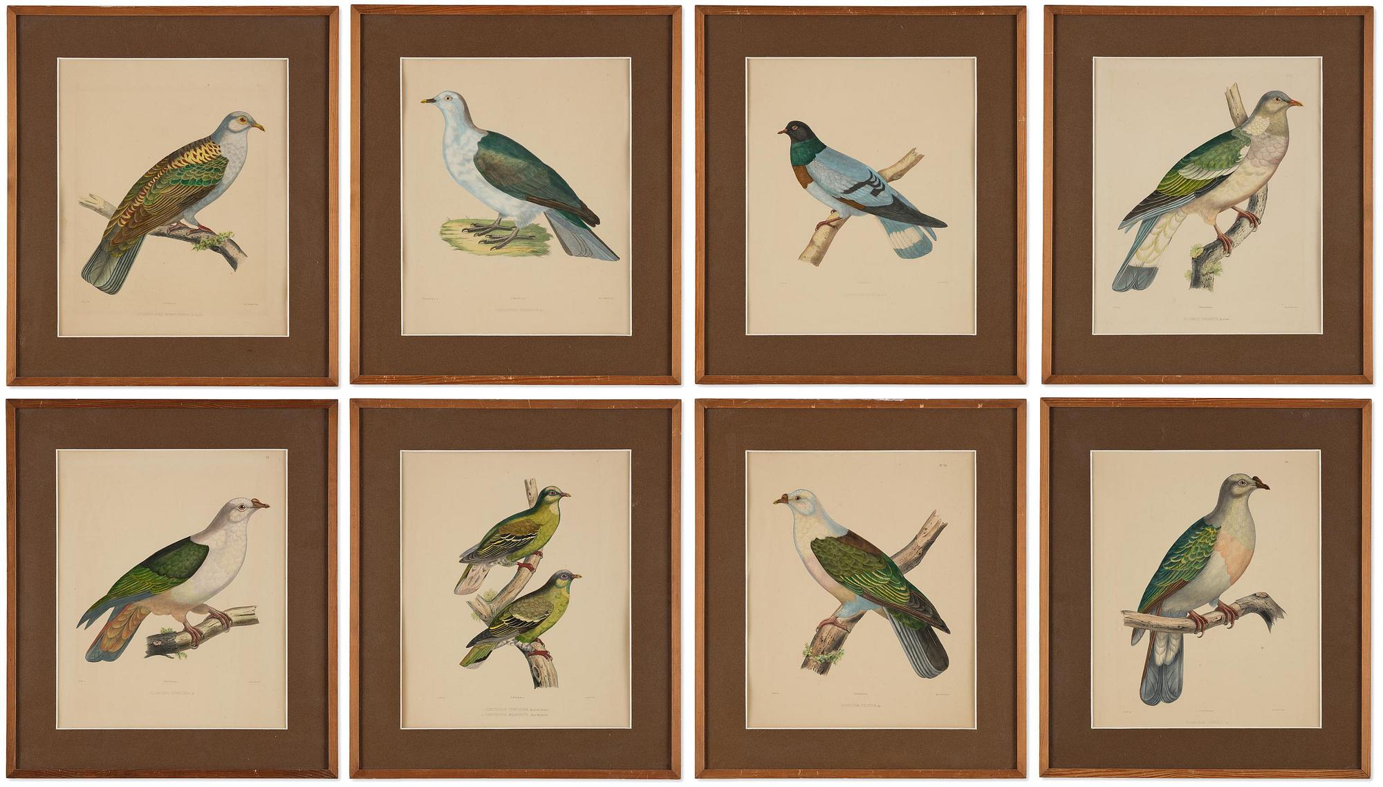 A set of eight plates from "Iconographie des pigeons" by Charles Lucien Bonaparte.