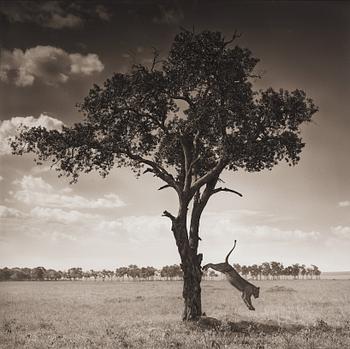 Nick Brandt, "Lion Jumping from Tree, Masai Mara", 2008.