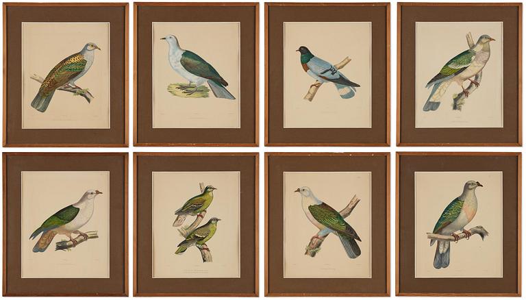 A set of eight plates from "Iconographie des pigeons" by Charles Lucien Bonaparte.