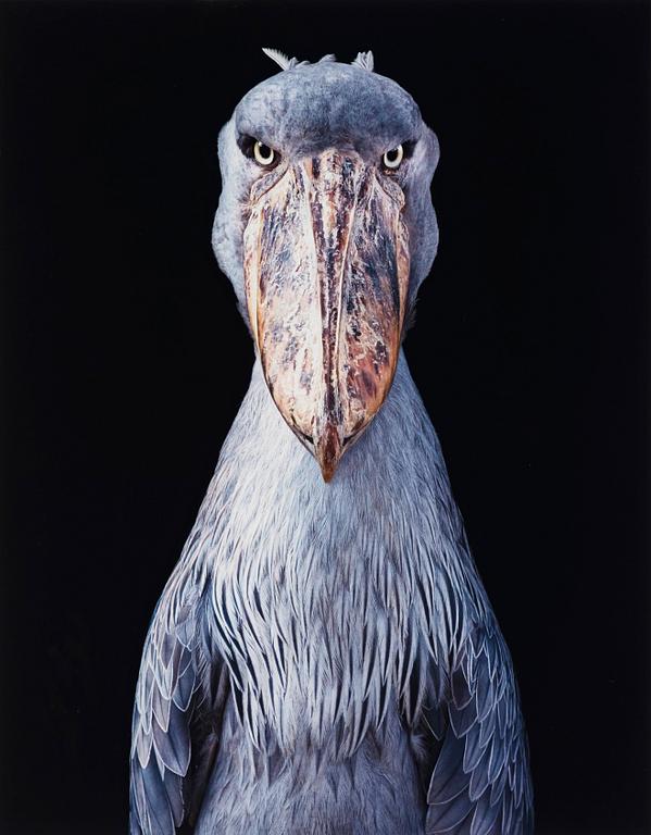 Tim Flach, "Shoebill", 2018.