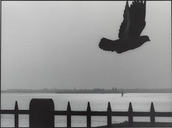 Kenneth Gustavsson, "Utan titel (duva New York)", 1982.