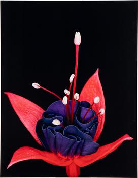 Helene Schmitz, "System och passion2, 4 c-print mounted on aluminum, 2004/2007, signed 10/10.