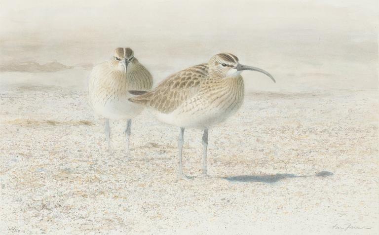 Lars Jonsson, Long-billed Curlew.