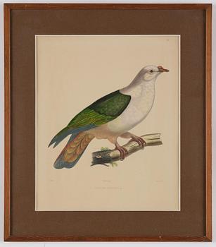 A set of eight plates from "Iconographie des pigeons" by Charles Lucien Bonaparte.
