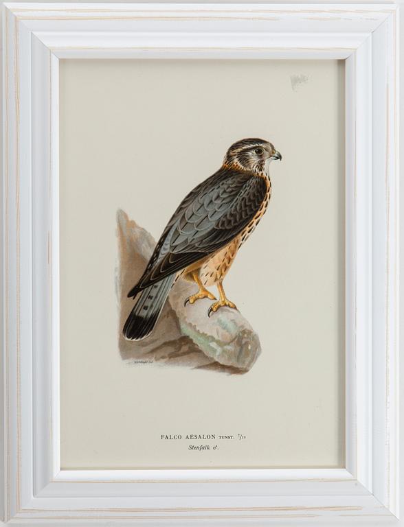 LITHOGRAPHIC PRINTS (6), from M och W von Wrights "Svenska fåglar", A. Börtzells, Stockholm.