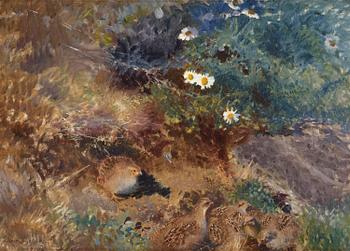 845. Bruno Liljefors, Partridge with chicks.